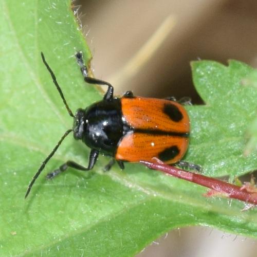 Réf. 274 022 : Cryptocephalus bipunctatus